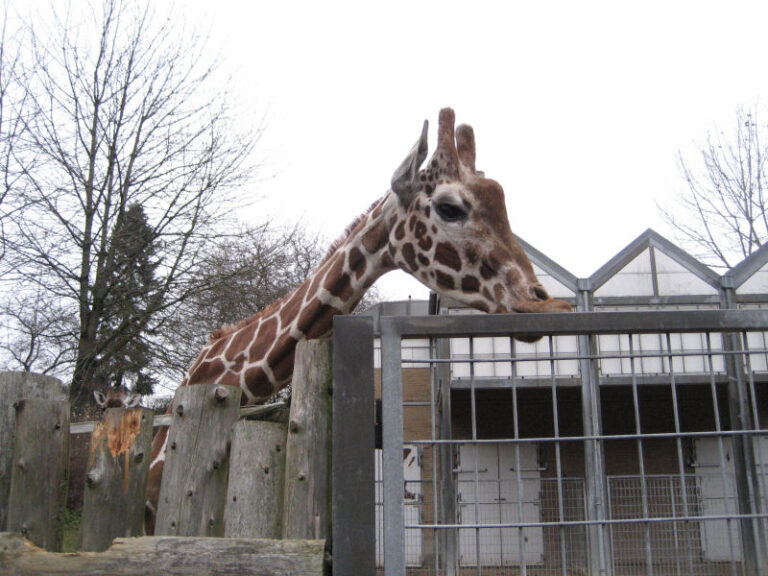 Odense Zoo