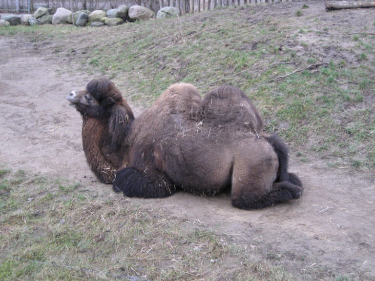 Odense Zoo