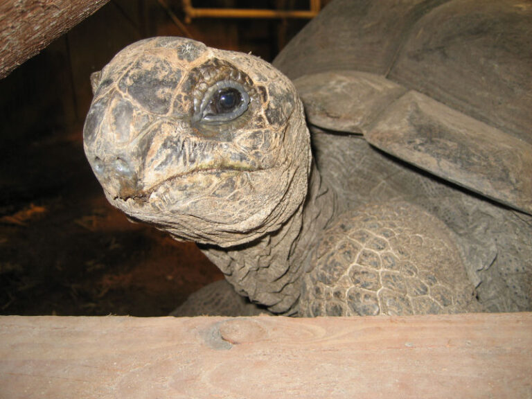 Odense Zoo