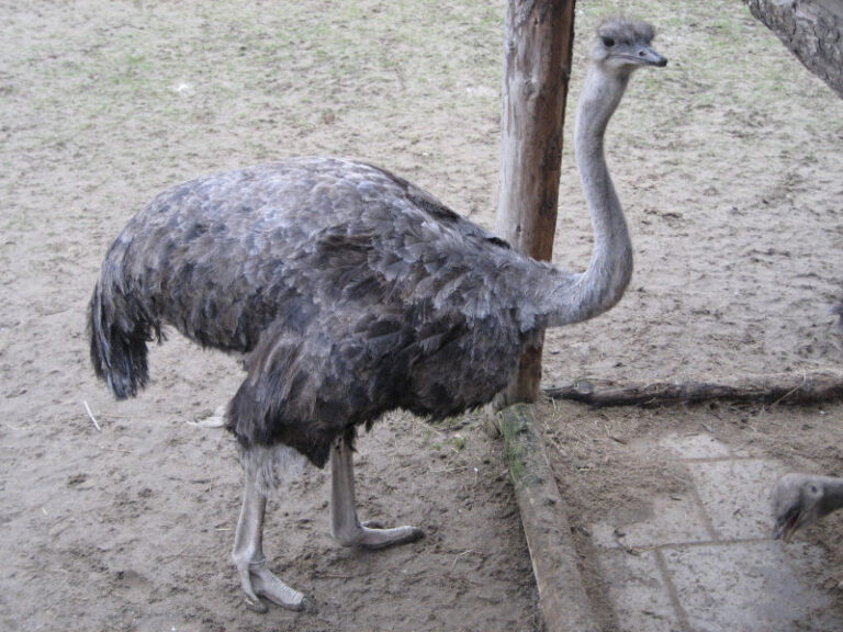 Odense Zoo